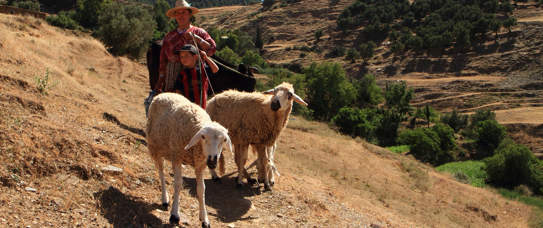 Vrouw met schapen en kind