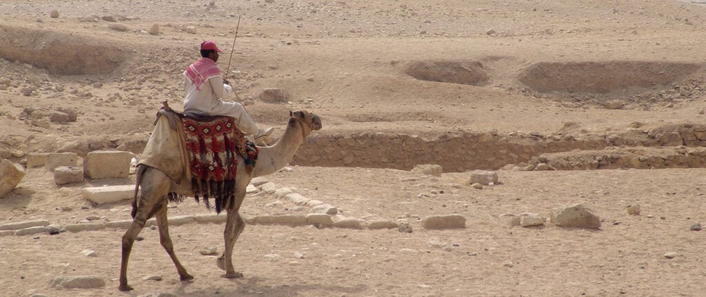Kameel in woestijn Egypte